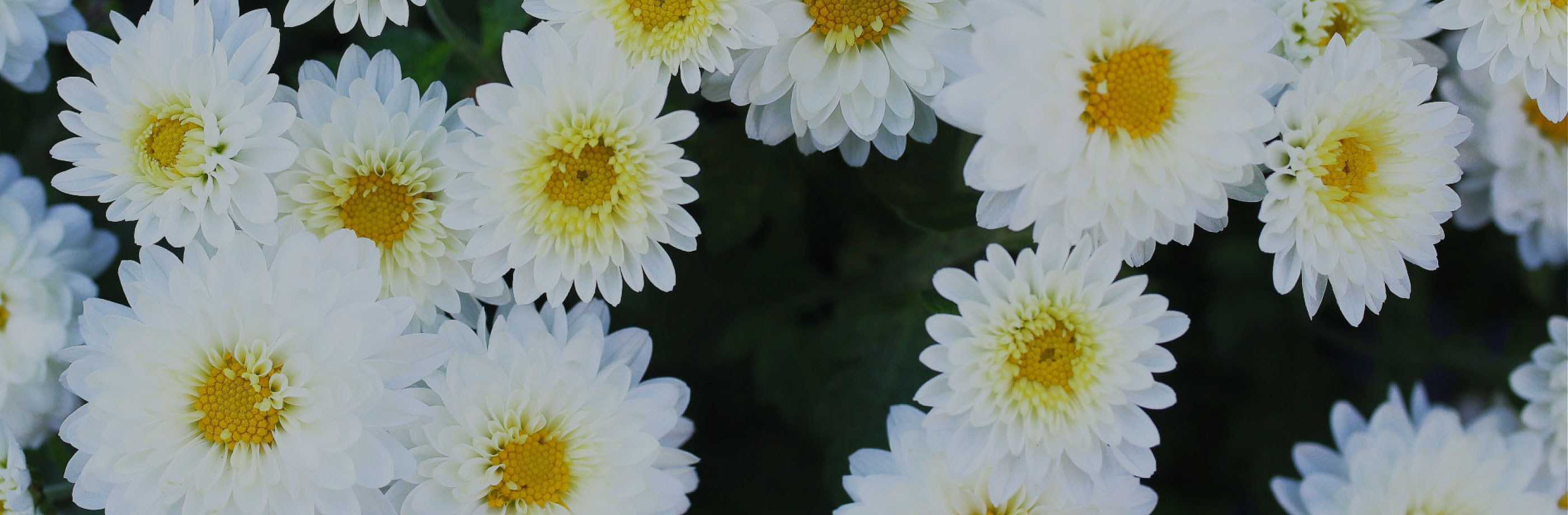 墓石販売修理の貴栄